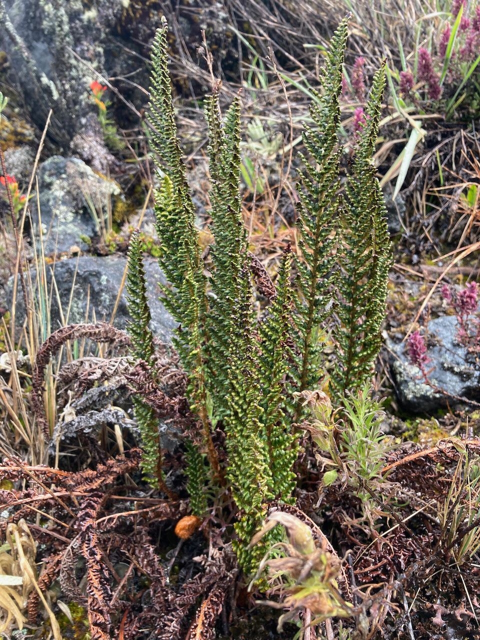 Polystichum orbiculatum habit