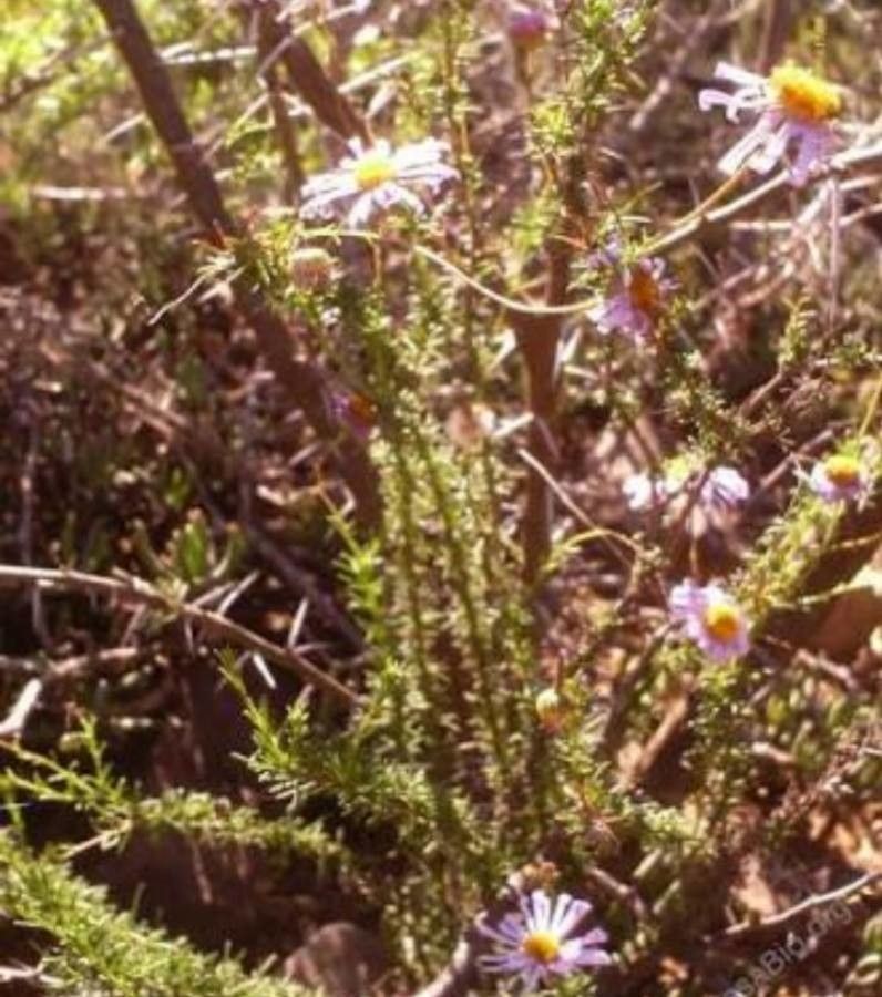 Felicia fascicularis — search result for 'Felicia'