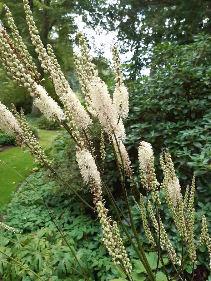 Actaea dahurica flower