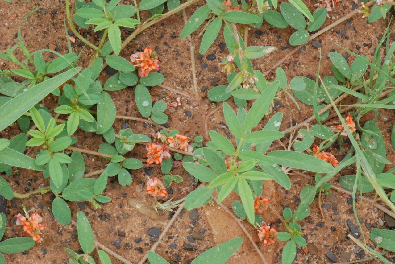 Indigofera senegalensis — search result for 'Indigofera'