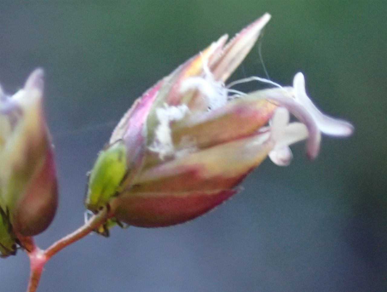 Phalaris minor fruit