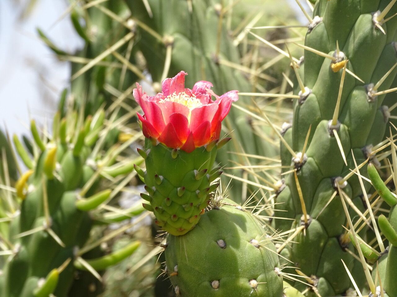 Opuntia subulata flower