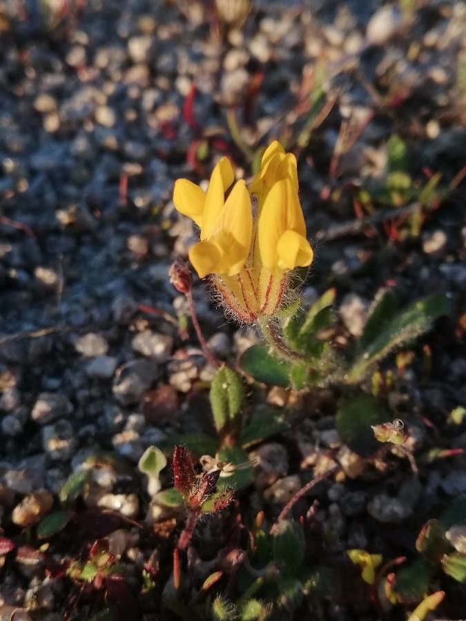 Anthyllis lotoides flower