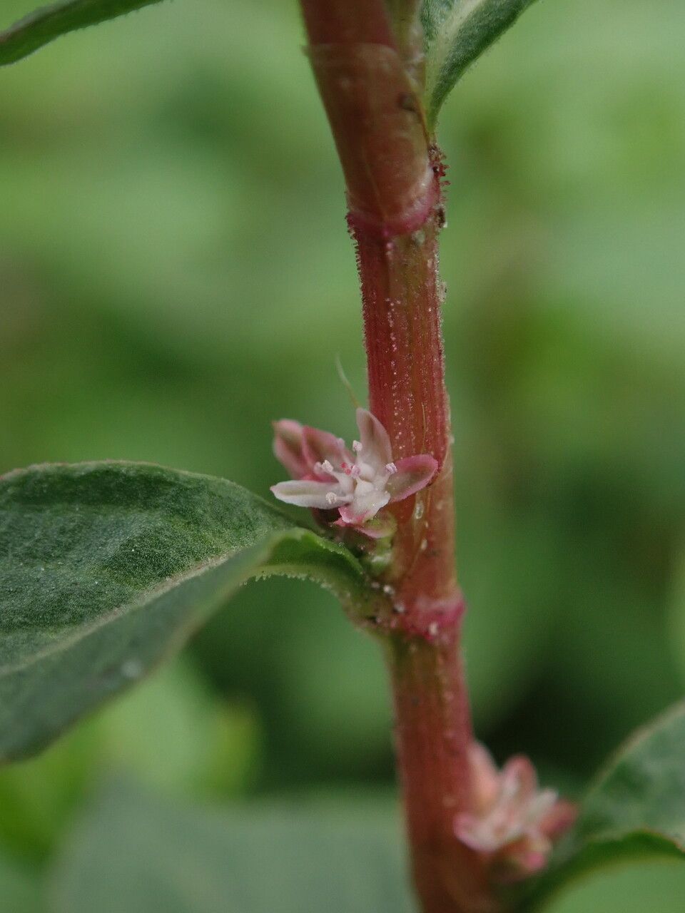 Polygonum recumbens — houseplant care guide