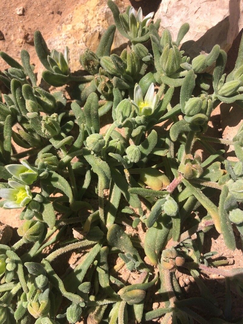 Aizoanthemopsis hispanica — houseplant care guide