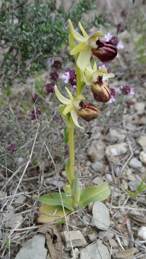 Ophrys occidentalis habit
