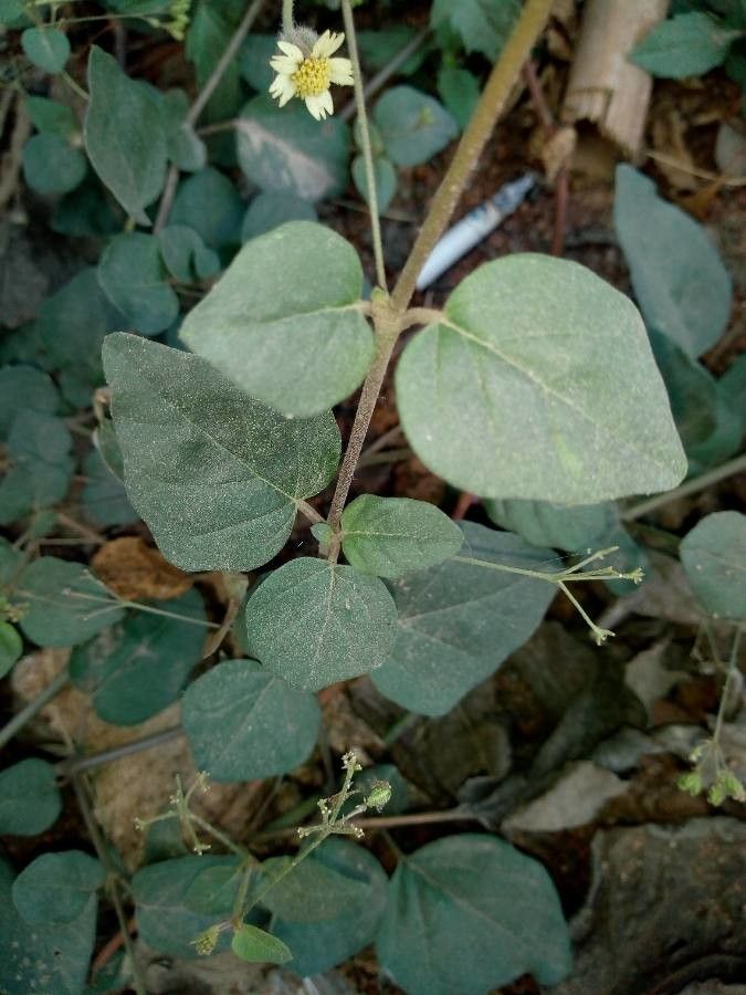 Boerhavia africana leaf