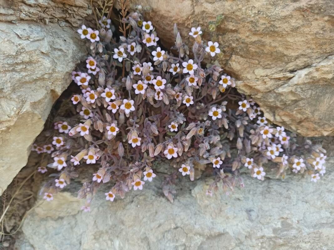 Sedum mucizonia habit