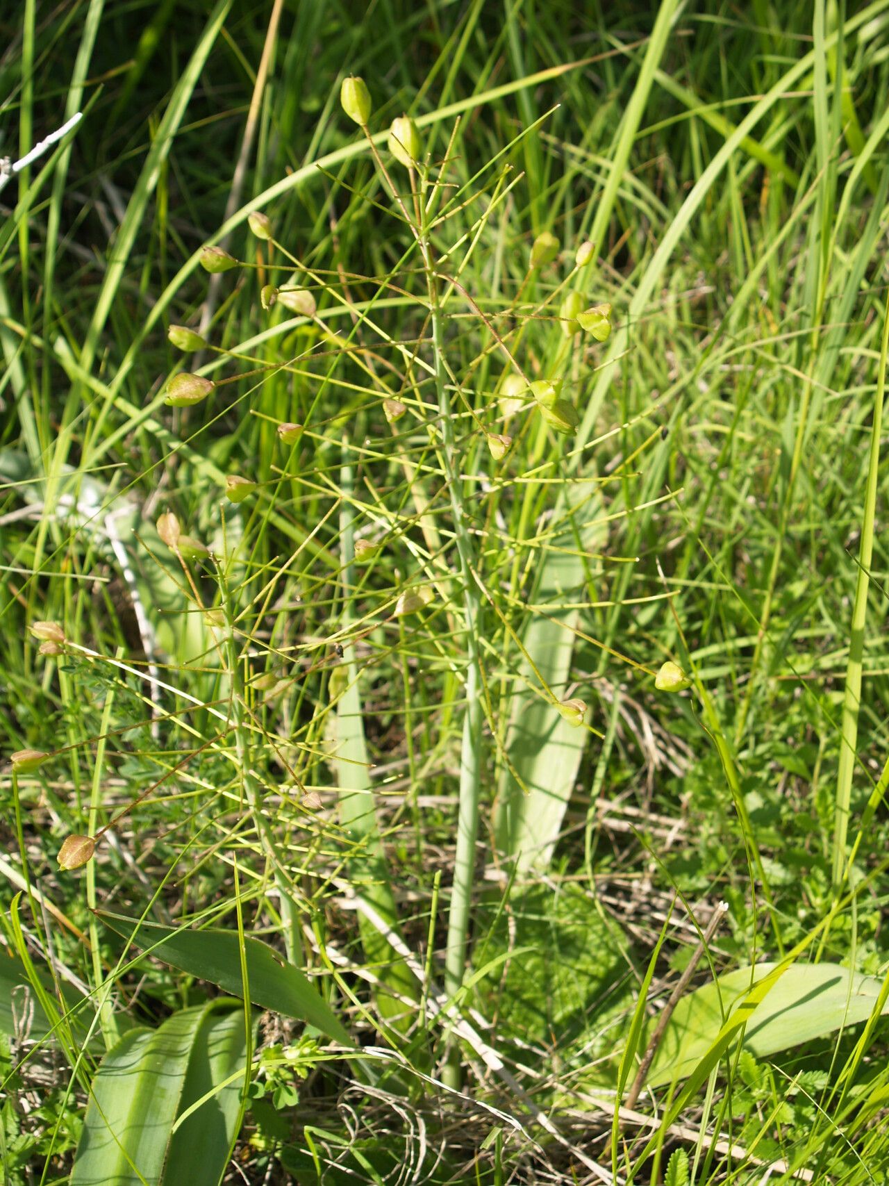 Bellevalia speciosa habit
