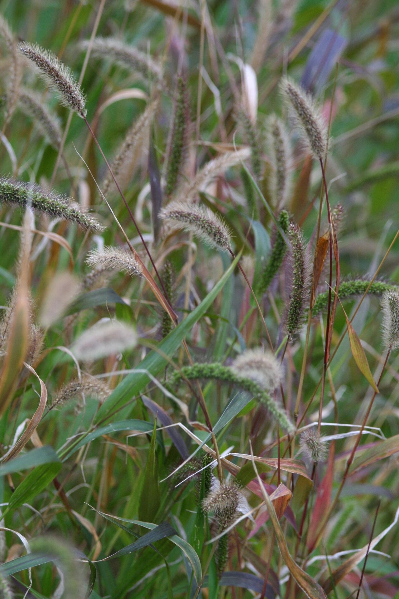 Setaria viridis flower