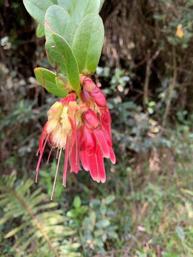 Woodfordia fruticosa flower