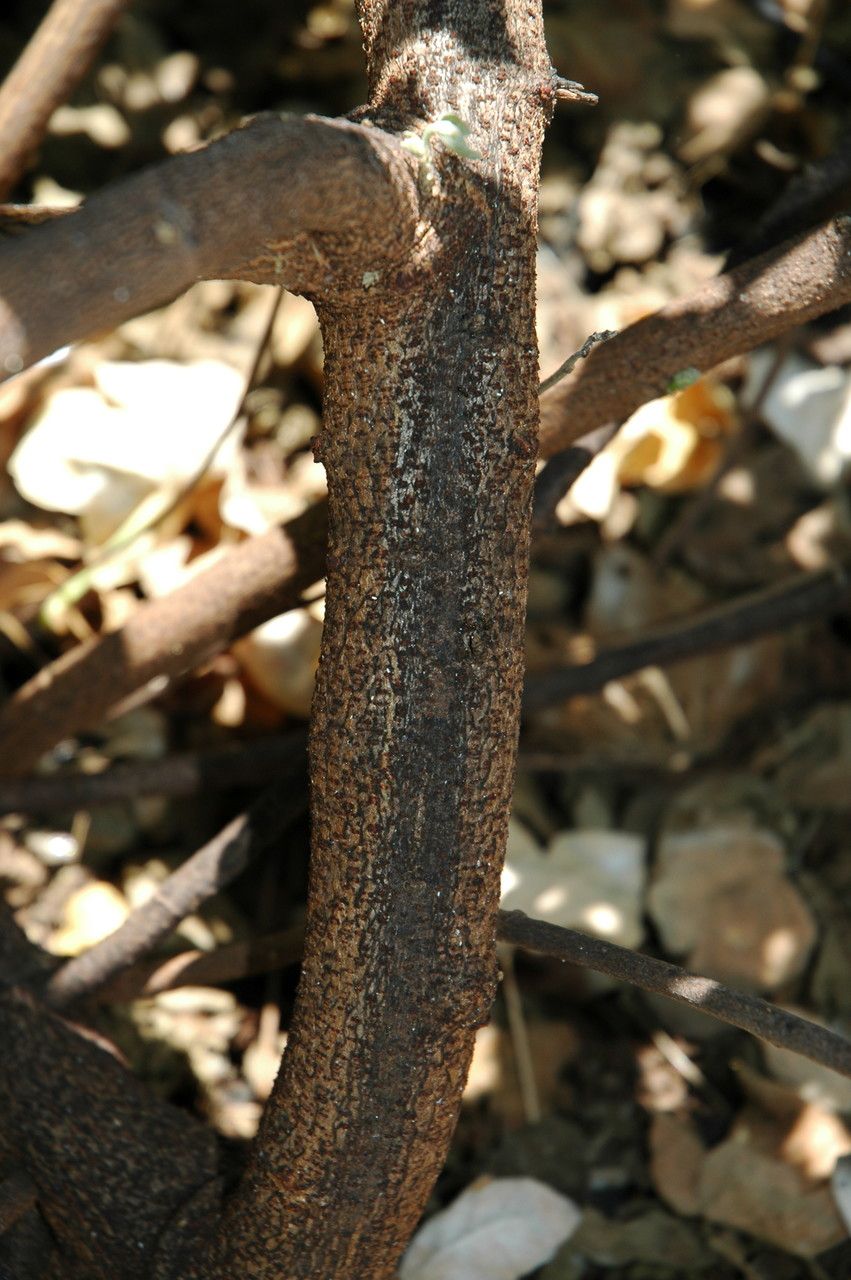 Gossypium tomentosum bark