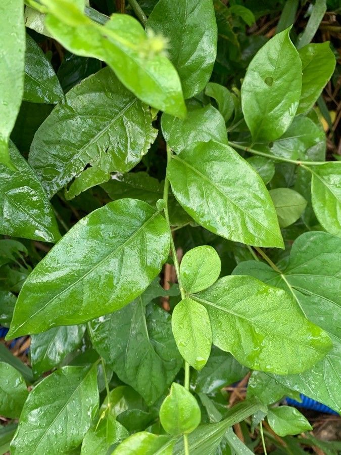 Plumbago scandens — houseplant care guide