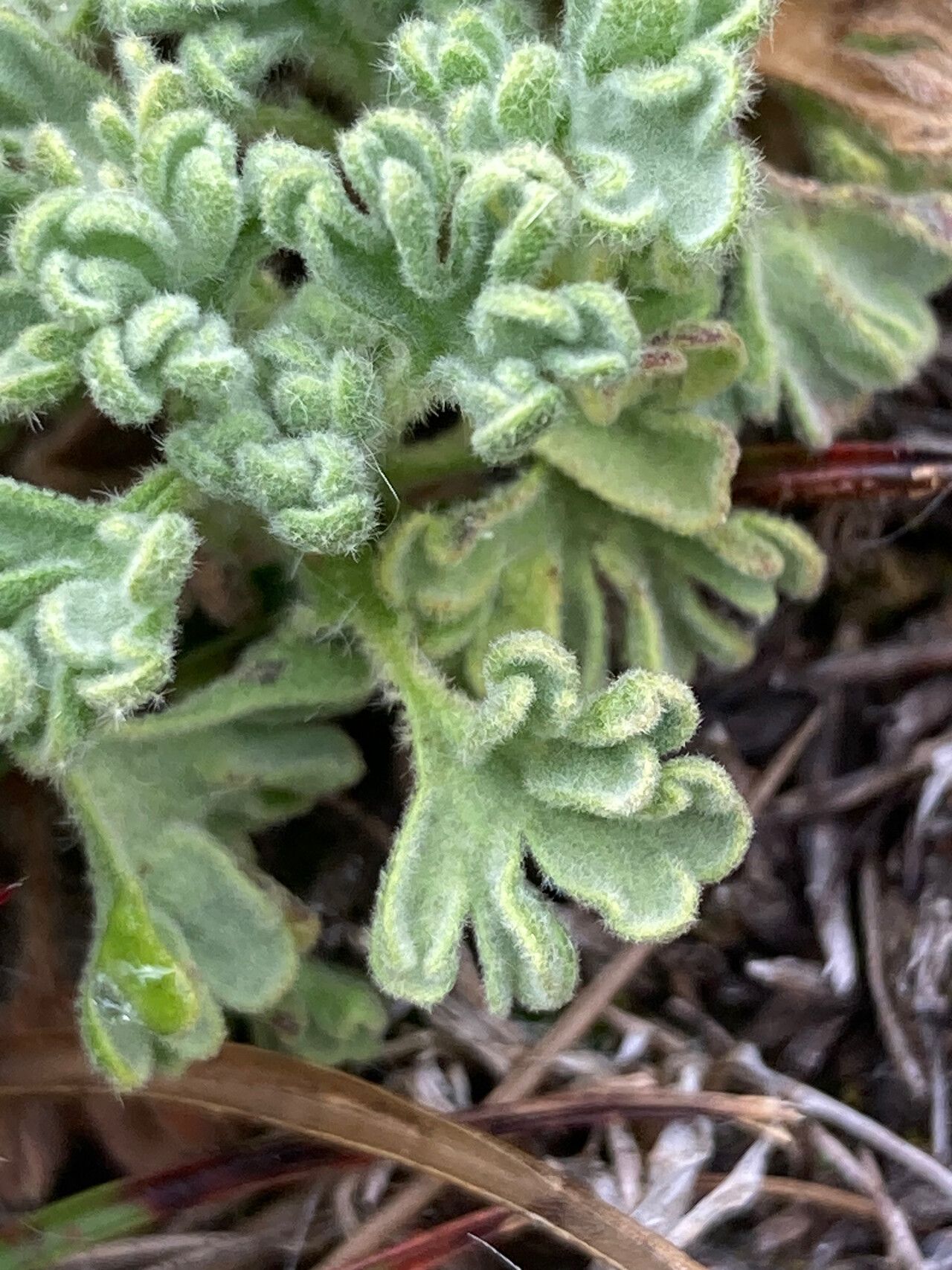 Nototriche obtusa leaf