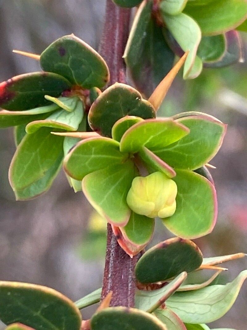 Berberis microphylla fruit
