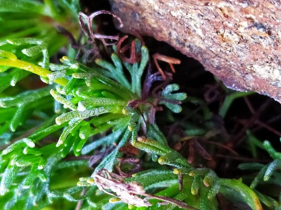Saxifraga pentadactylis — houseplant care guide