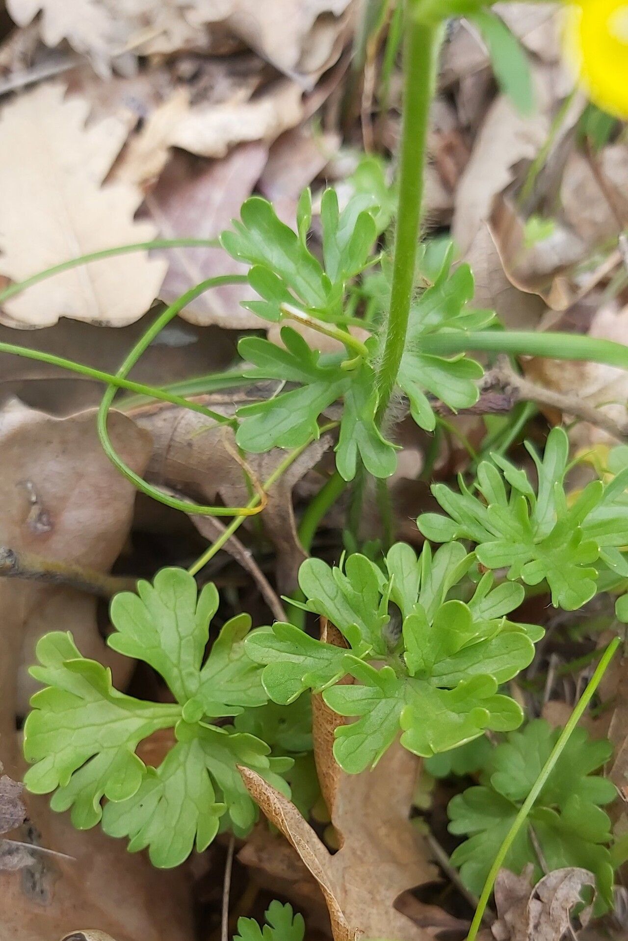 Ranunculus gracilis — houseplant care guide