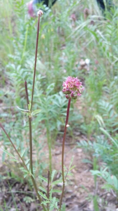 Sanguisorba minor flower
