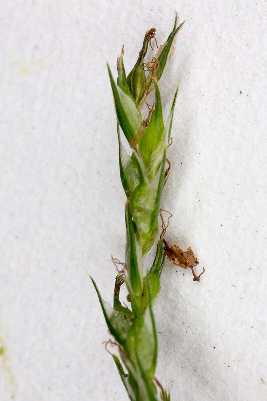 Carex strigosa flower