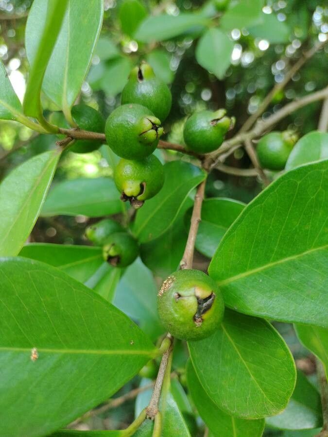 Psidium cattleyanum fruit
