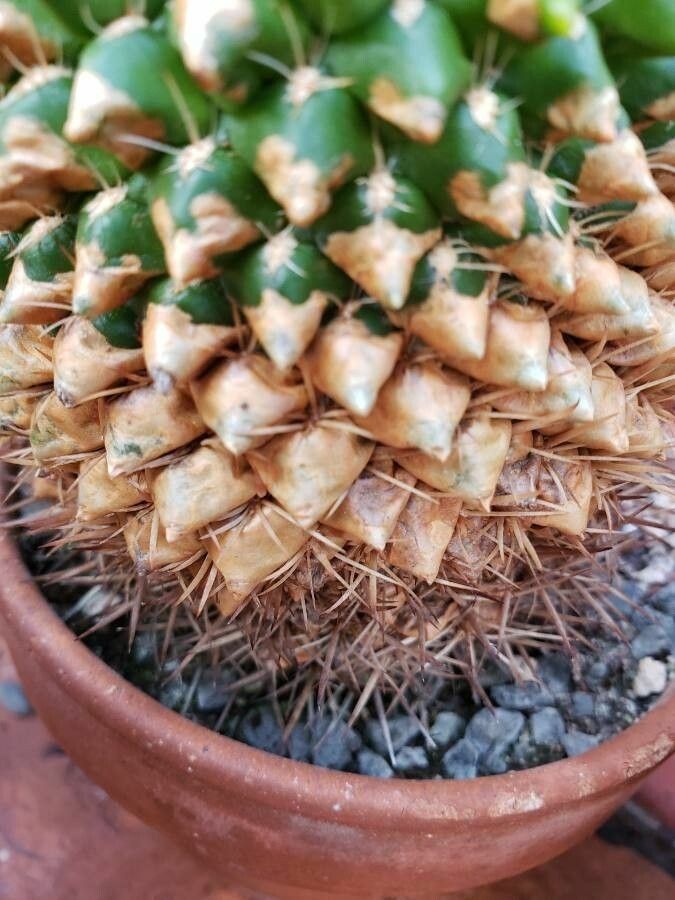 Sulcorebutia mentosa leaf