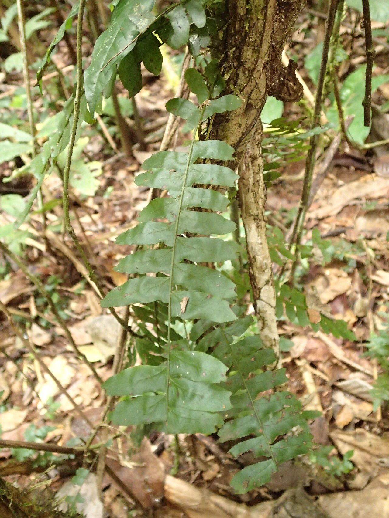 Arthropteris palisotii leaf