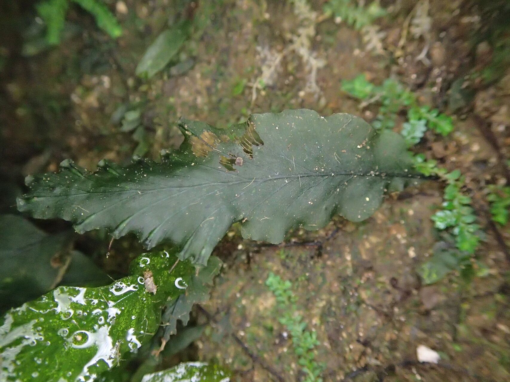 Trichomanes benlii — houseplant care guide