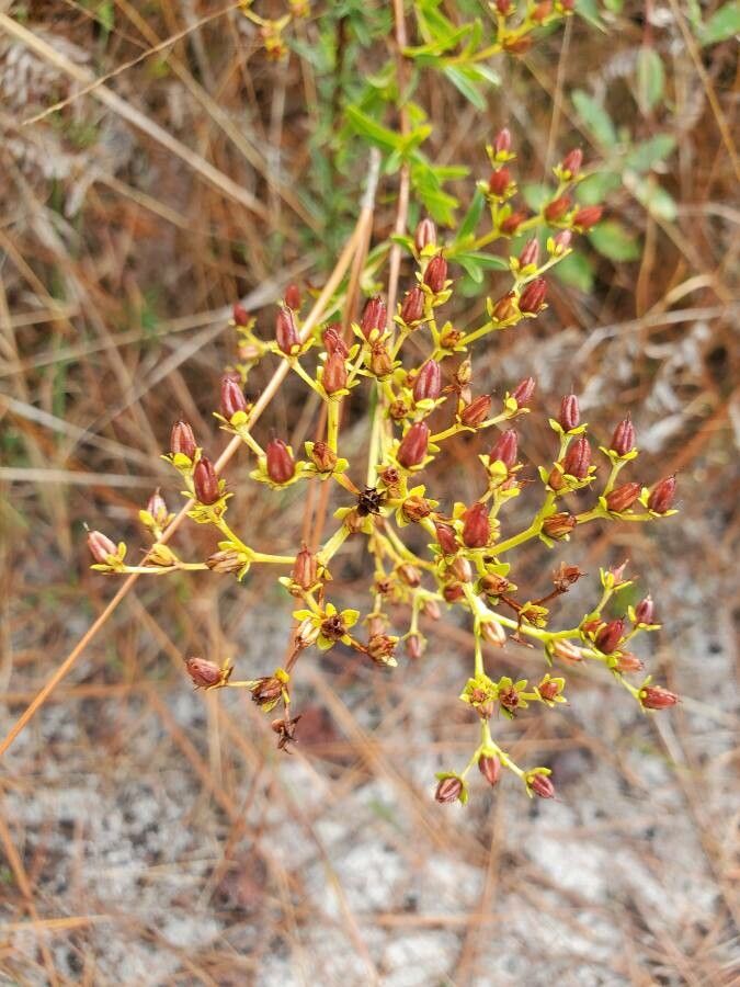 Hypericum triquetrifolium flower