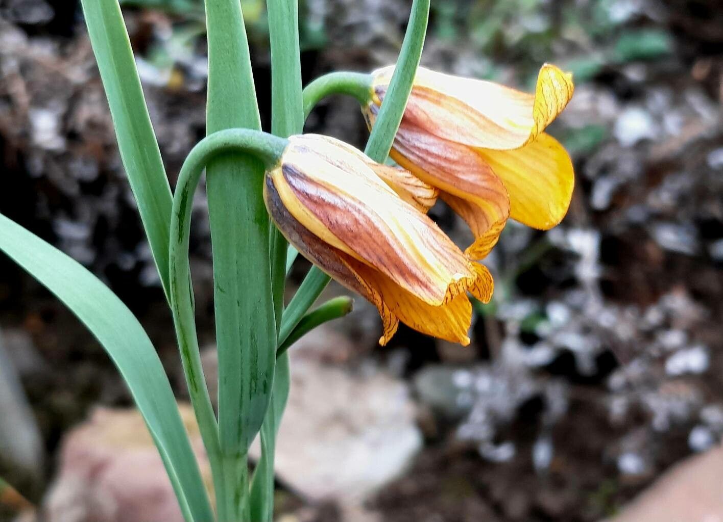 Fritillaria pinardii — search result for 'Fritillaria'