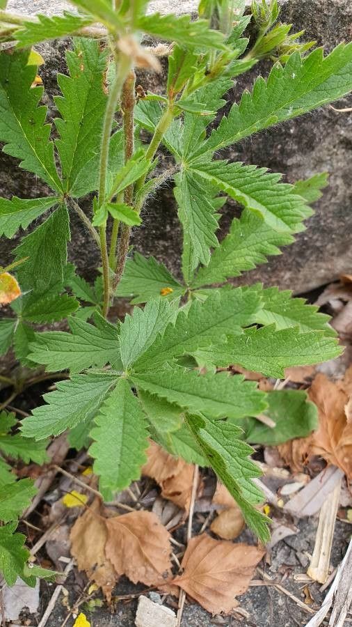 Potentilla hirta leaf