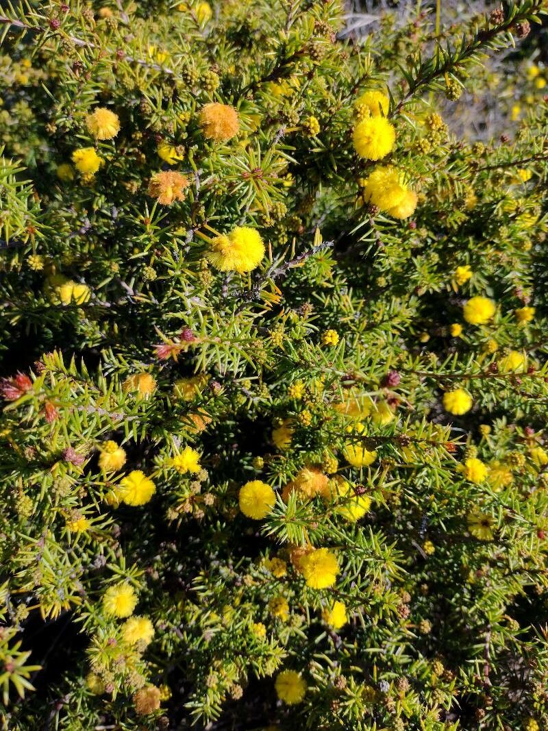Acacia echinula habit