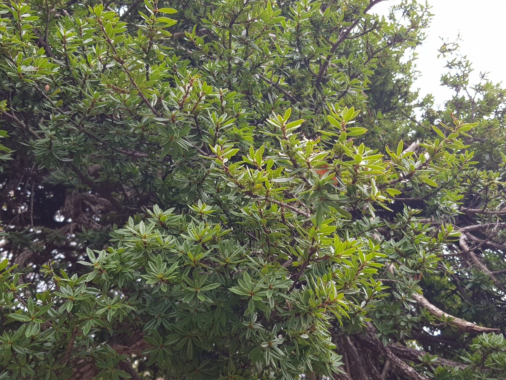 Diospyros aculeata leaf