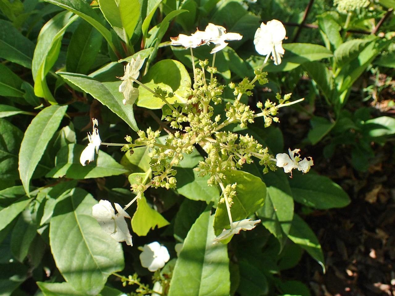 Hydrangea seemannii habit