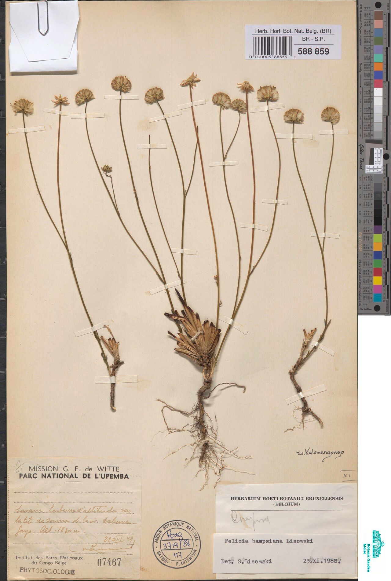 Felicia bampsiana — search result for 'Felicia'