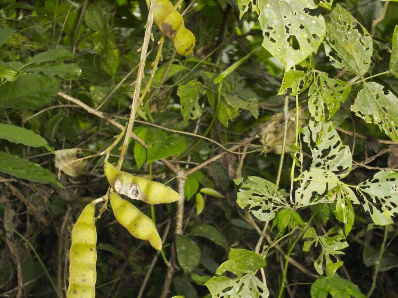 Pachyrhizus ferrugineus other