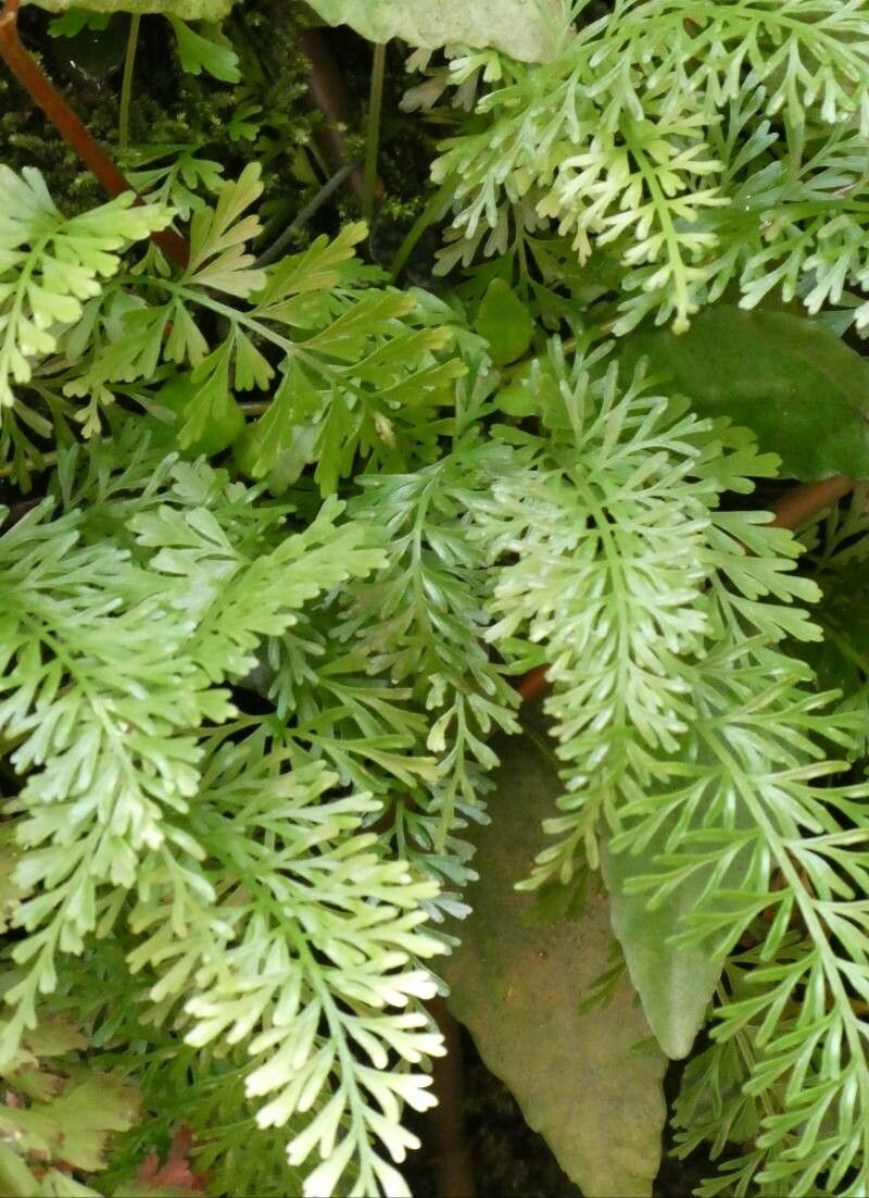 Hymenophyllum tunbrigense fruit