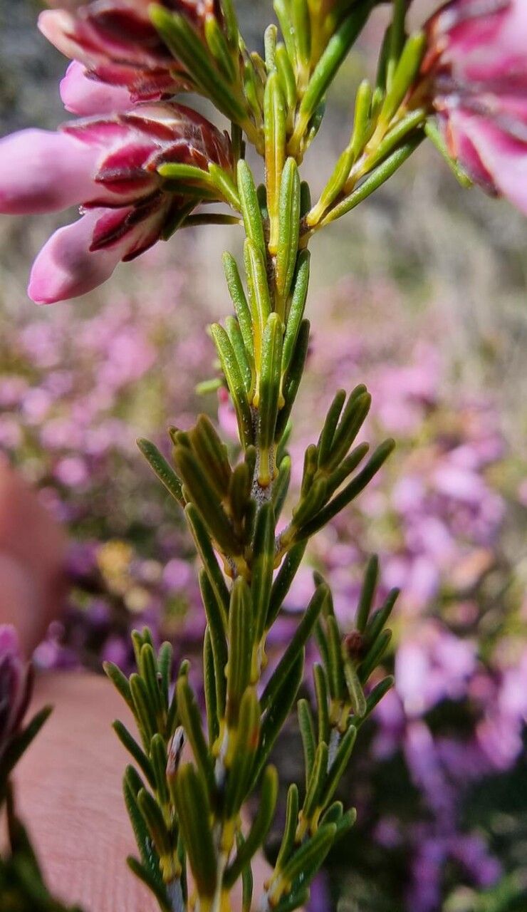 Erica australis leaf