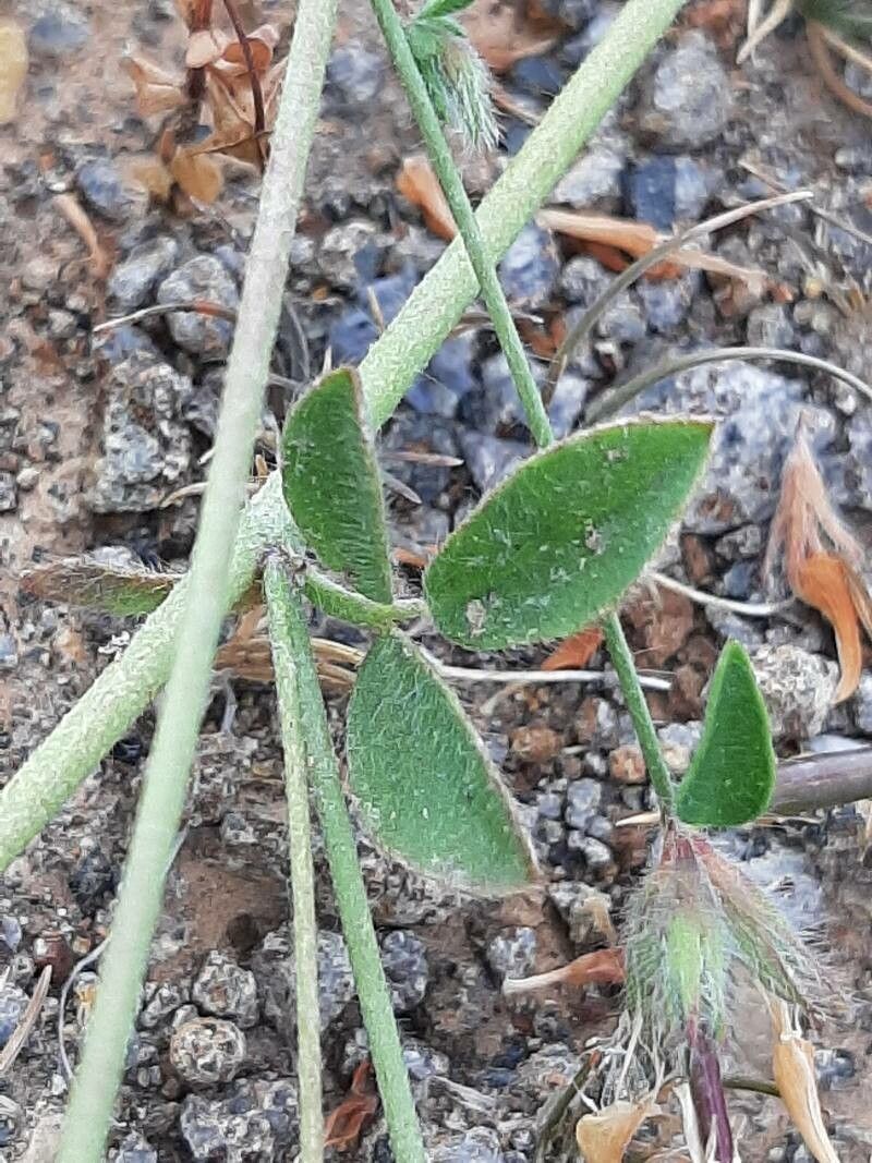 Lotus angustissimus leaf