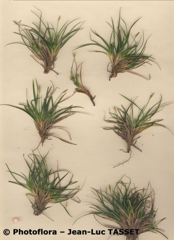 Carex mabilliana habit