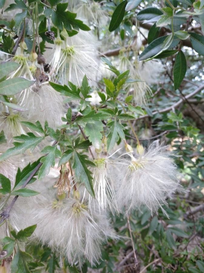 Clematis cirrhosa fruit