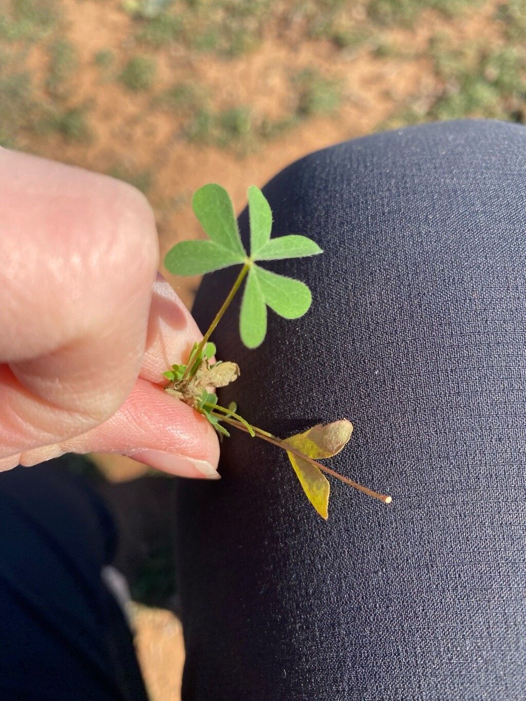 Oxalis perennans — houseplant care guide