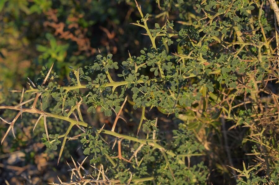 Cytisus spinosus leaf