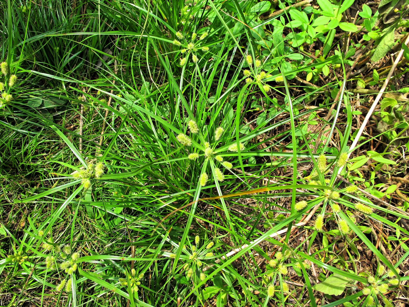 Cyperus thomensis flower