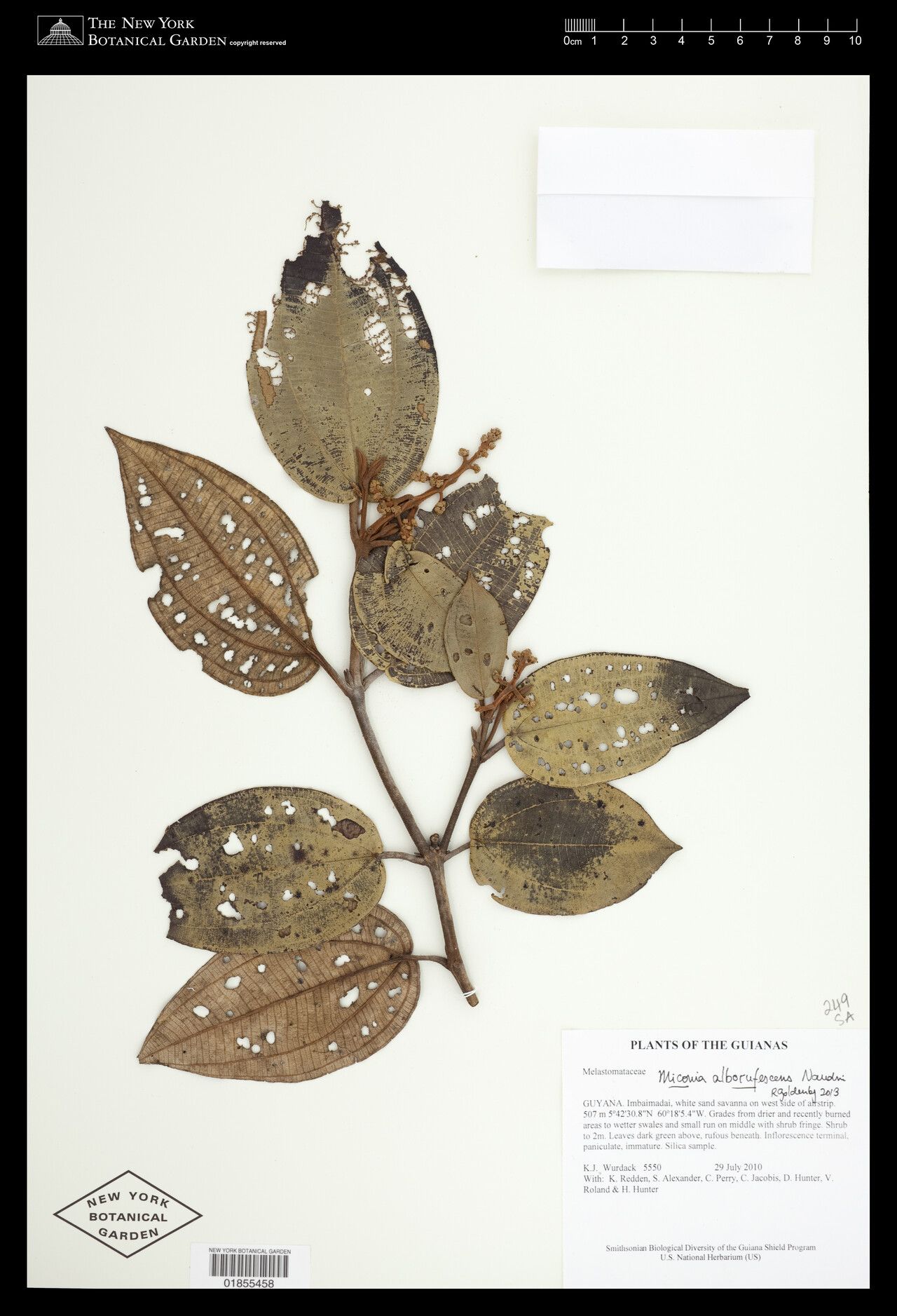 Miconia alborufescens fruit