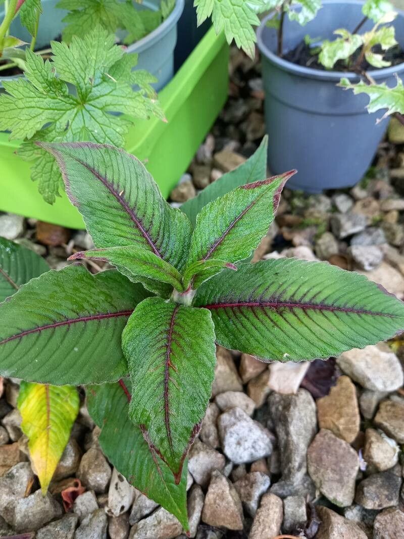 Koenigia campanulata leaf