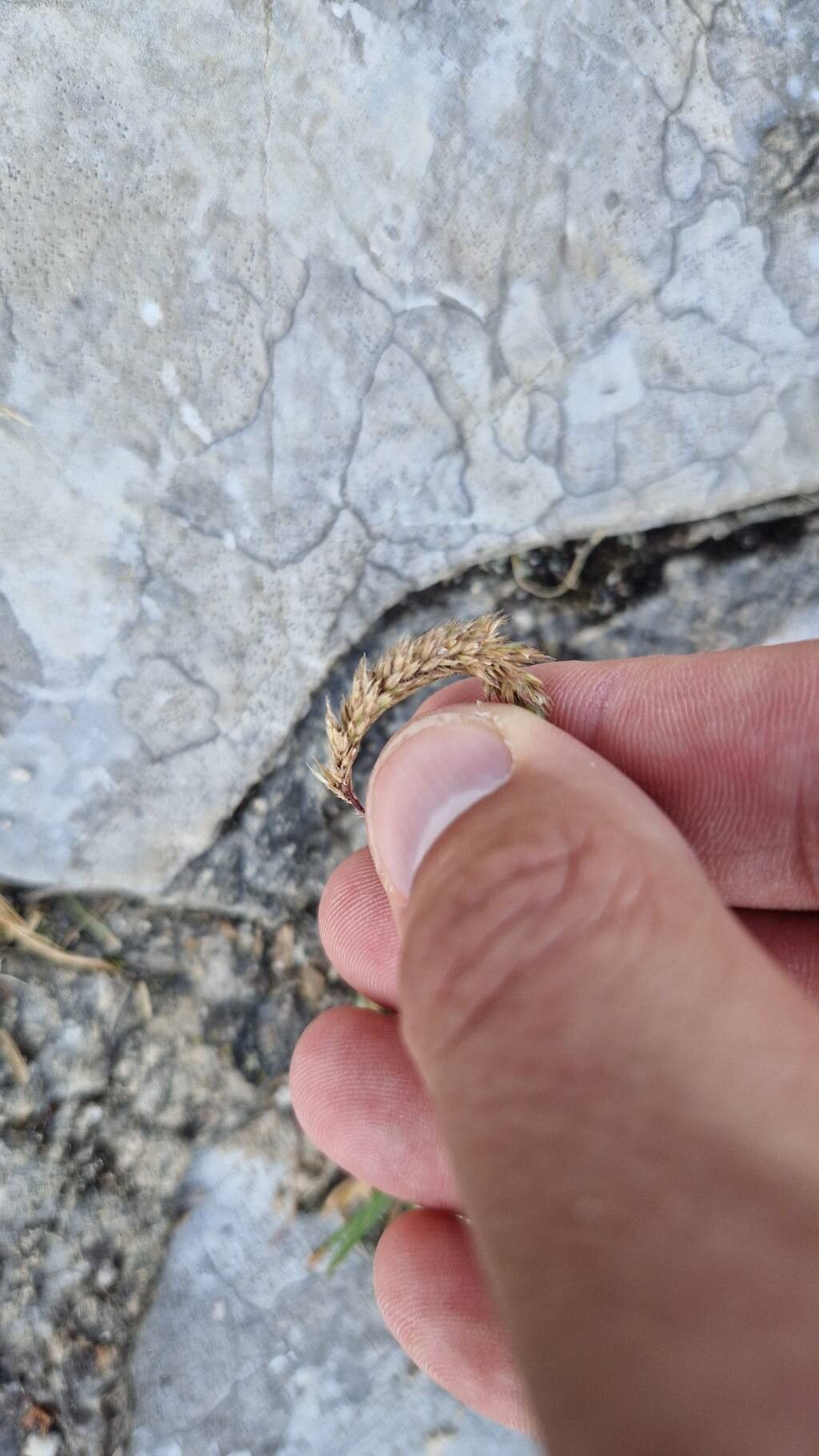 Phleum hirsutum flower