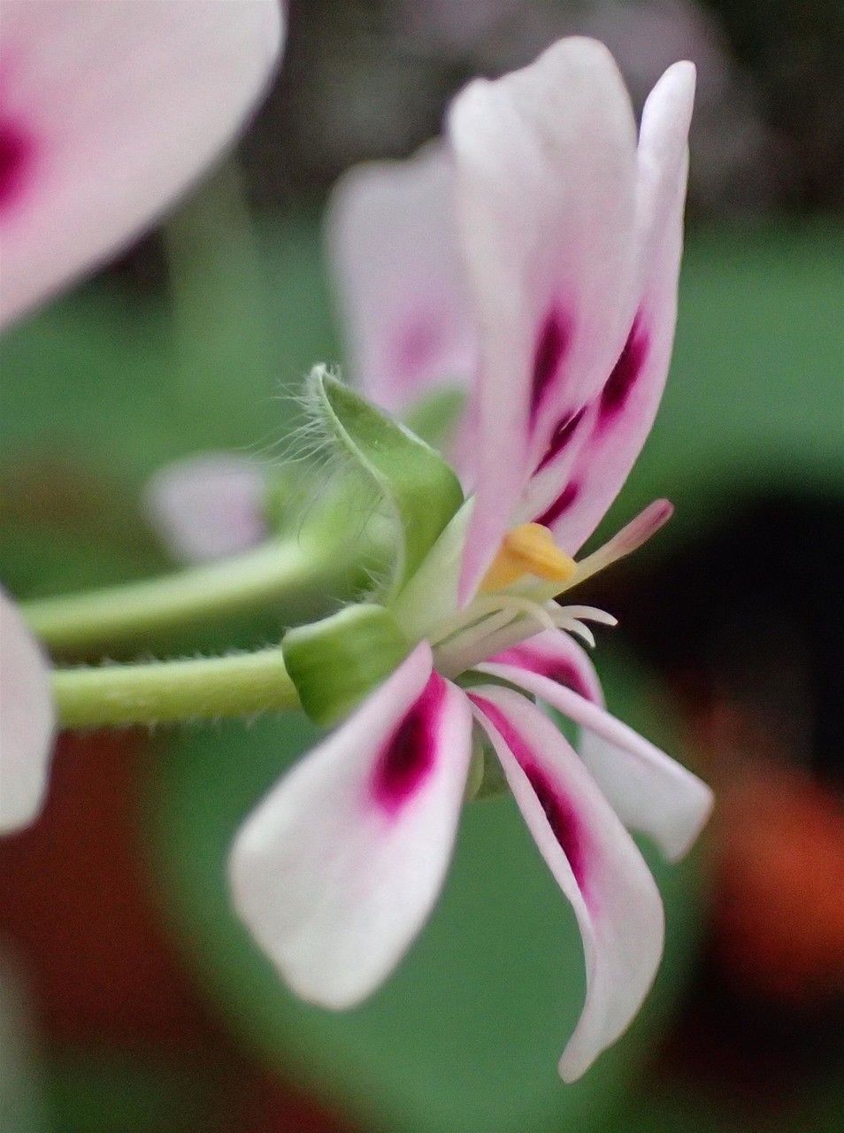 Pelargonium echinatum flower