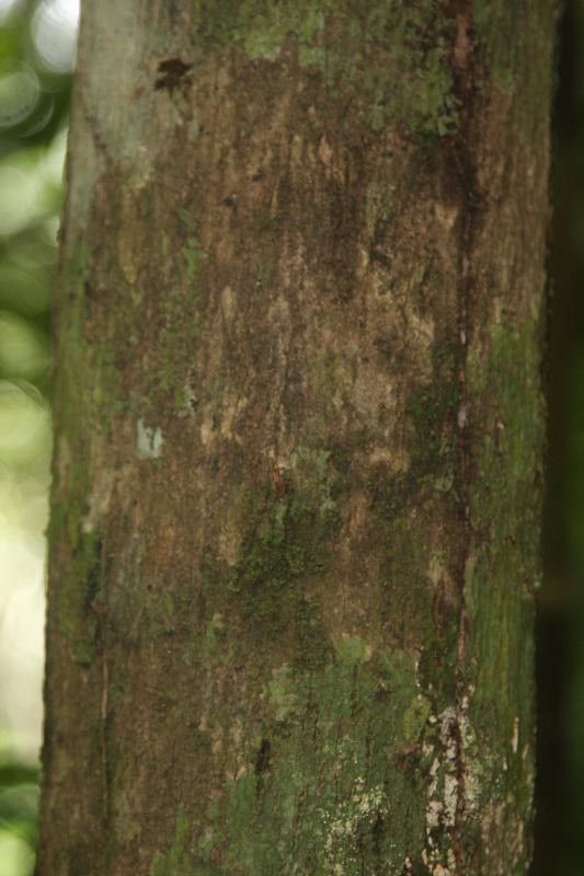 Lecythis persistens bark