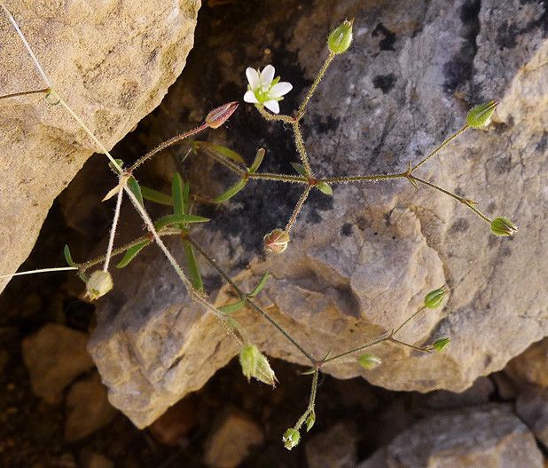 Arenaria modesta habit