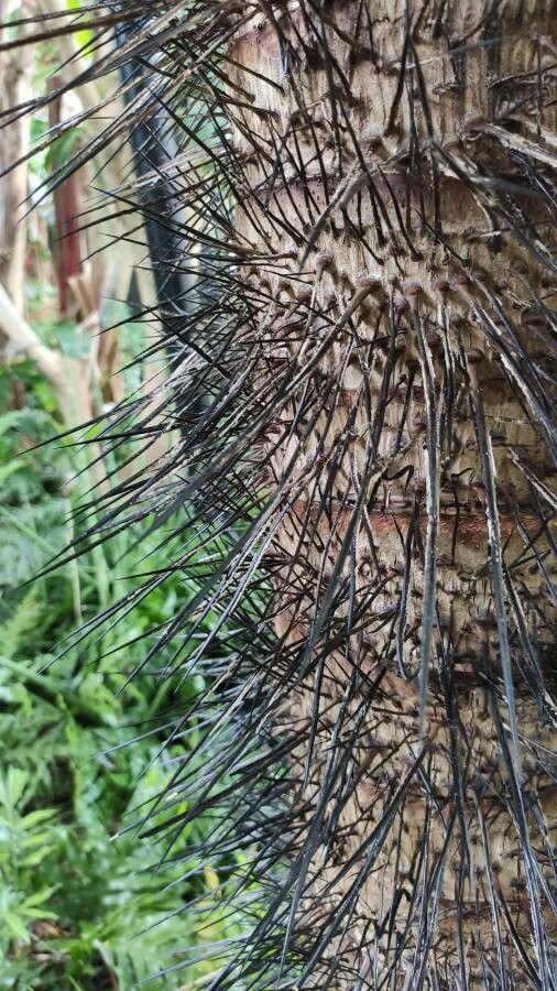 Aiphanes minima bark